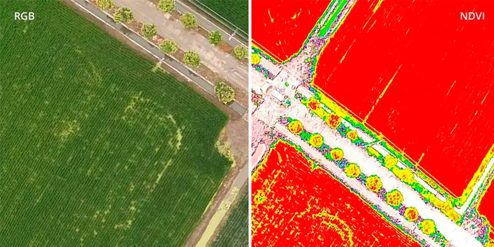 DJI-Phantom-4-Multispectral.-RGB-и-NDVI.jpg